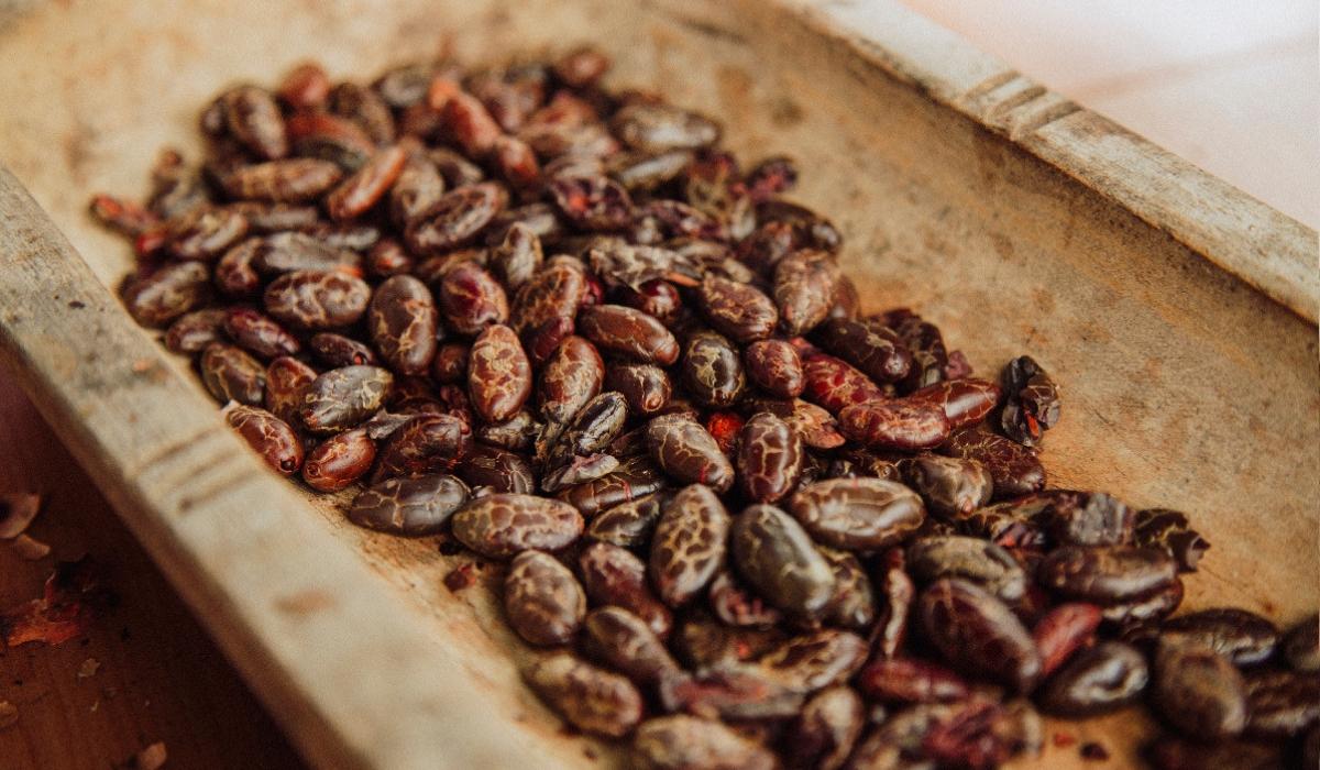 Ecuador chocolate tour The sweetest attraction Wanderbus Ecuador