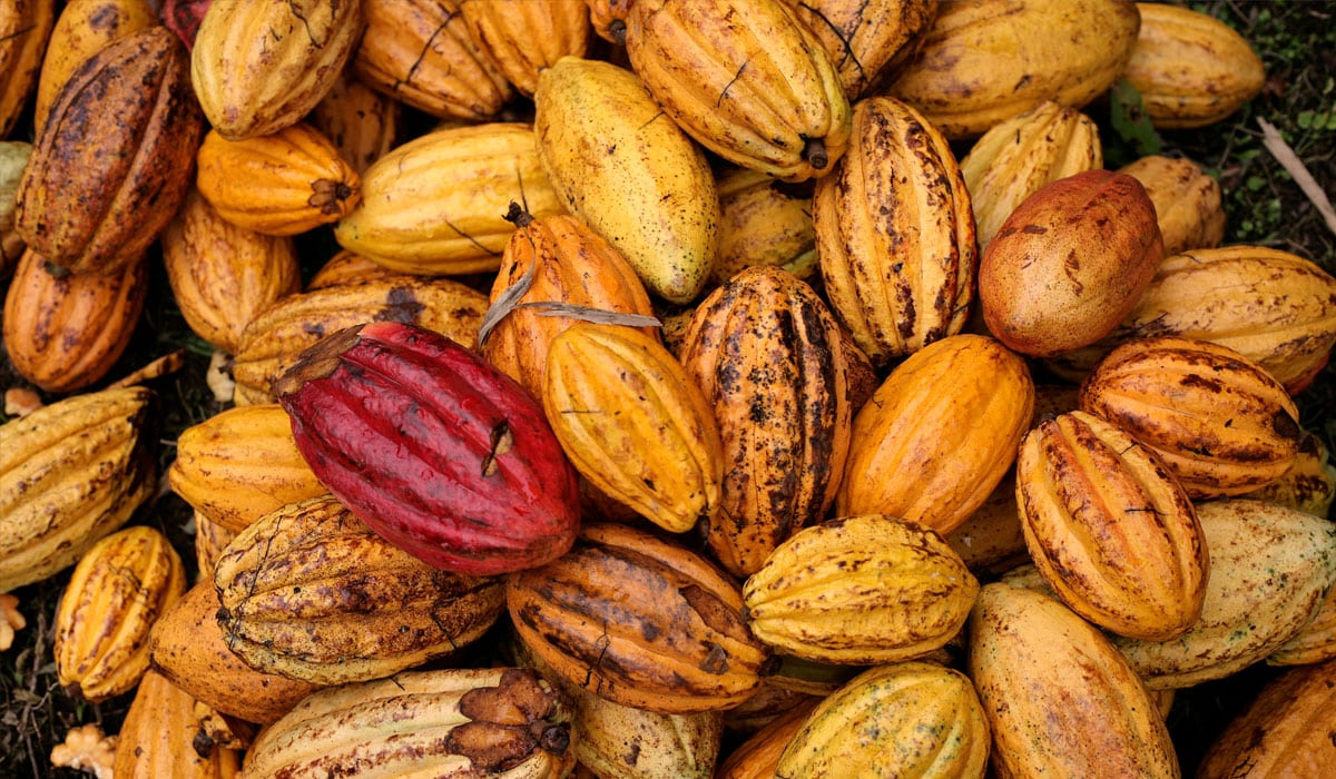 Cacao in Ecuador